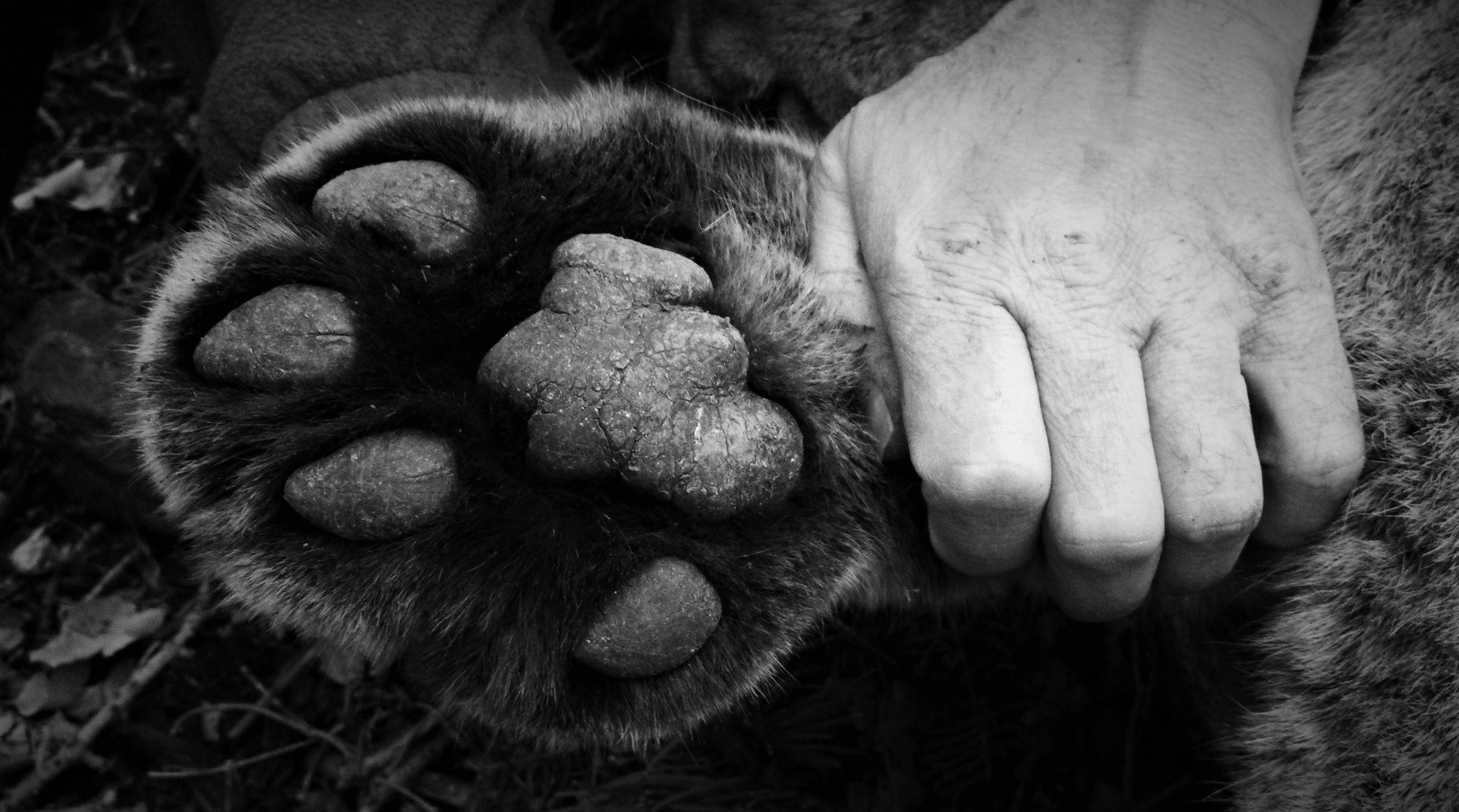 Paw of a mature male lion