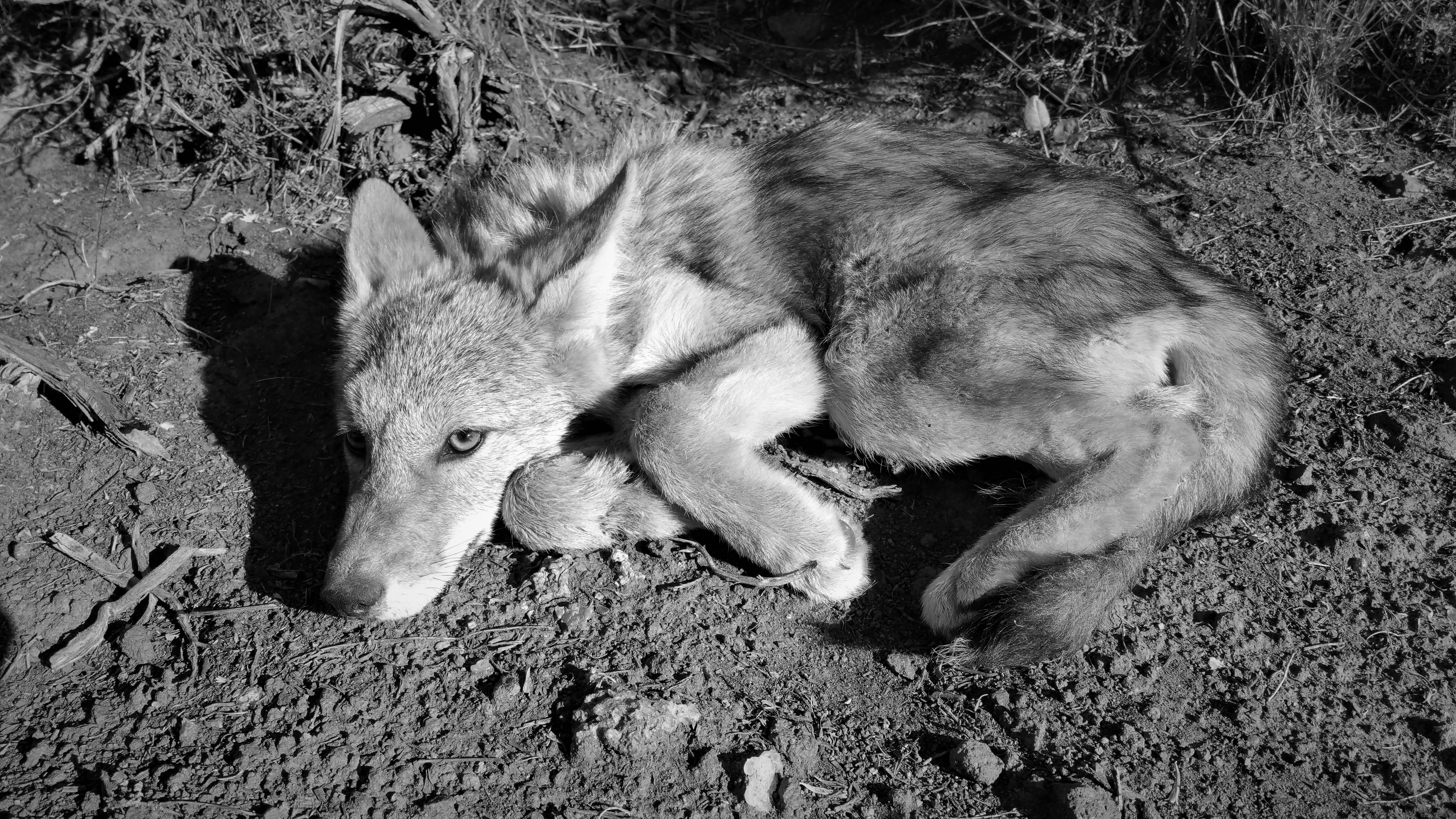 Post-capture, coyote pup
